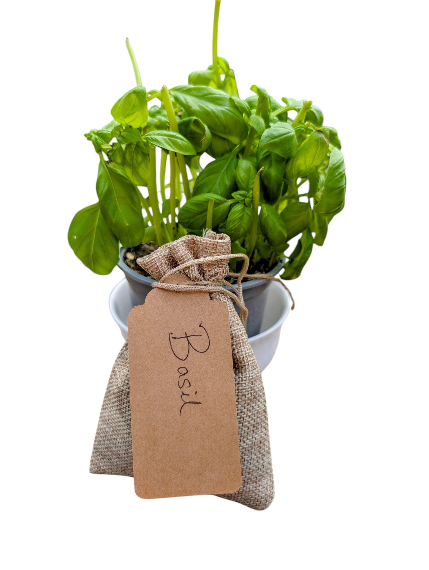 Prosper + Thrive, Complete Prosperity Spell/Meditation/Wellness Kit for Wealth, Success & Abundant Blessings, Mindfulness